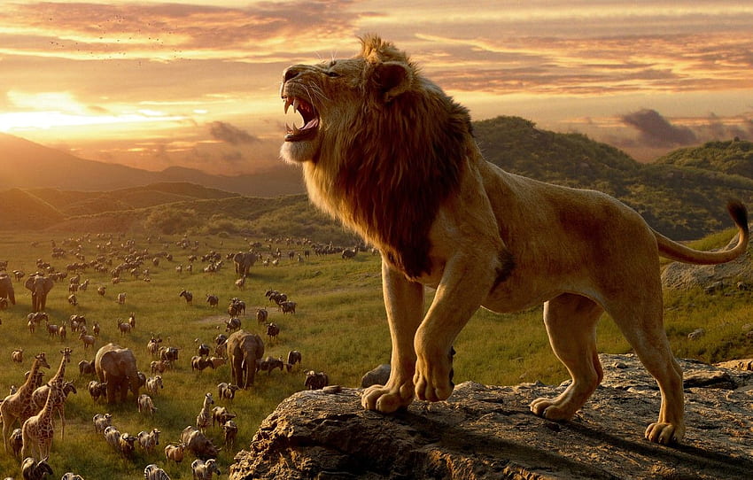 animaux, coucher de soleil, film, crinière, Lion, Le Roi Lion, film, Le Roi Lion, Grogne, film - pour , section фильмы Fond d'écran HD