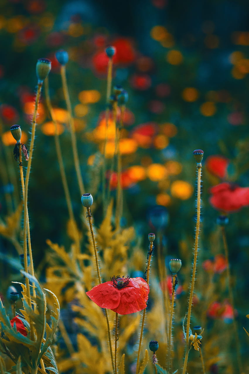 Flowers, Poppies, Macro, Blur, Smooth, Bloom, Flowering, Buds HD phone wallpaper