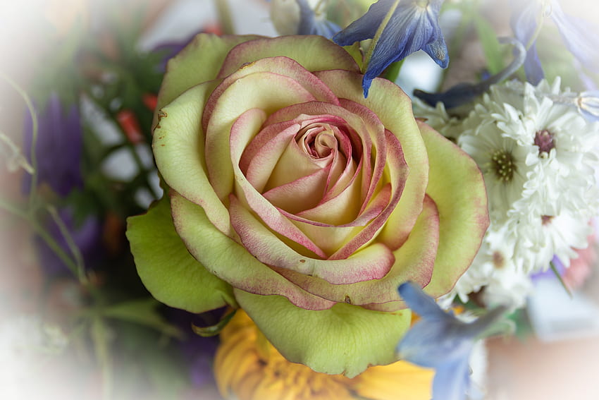 Rosa gialla, fiori matrimonio, disposizione Sfondo HD