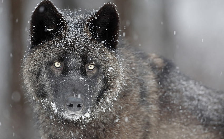 검은 늑대와 눈, 검정, 동물, 눈, 늑대, 자연 HD 월페이퍼