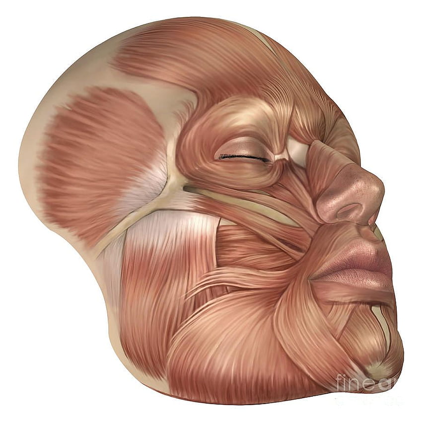Anatomía de los músculos de la cara humana Arte digital fondo de pantalla del teléfono