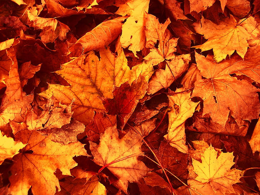 Getrocknete Blätter Herbst, süße Blätter HD-Hintergrundbild