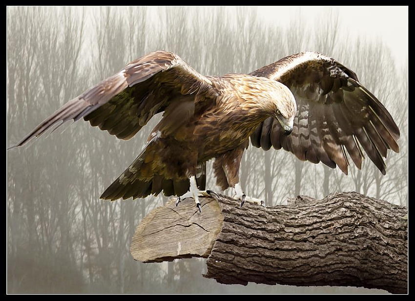 eagle, nature, birds, tree HD wallpaper