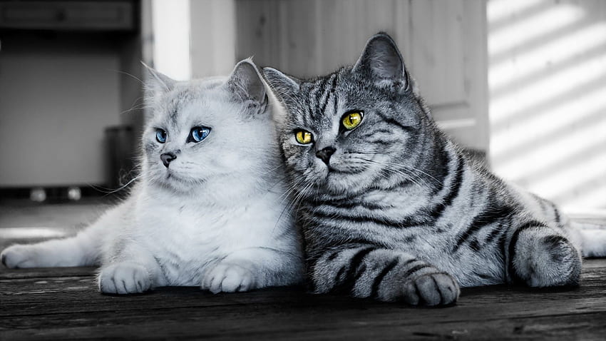 Two cats, white, gray Full HD wallpaper