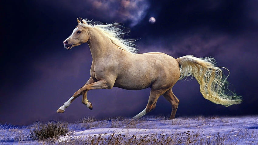 Dynamic Views: Beautiful Horses, Beautiful Horse HD wallpaper | Pxfuel