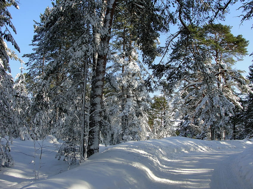 ฤดูหนาว ธรรมชาติ ต้นไม้ ถนน ป่า เงา เซนต์ปีเตอร์สเบิร์ก เซนต์ปีเตอร์สเบิร์ก วอลล์เปเปอร์ HD