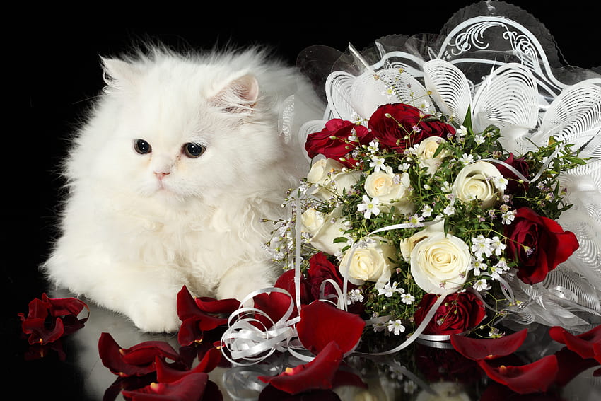 Animals, Roses, Cat, Bouquet, Black Background HD wallpaper