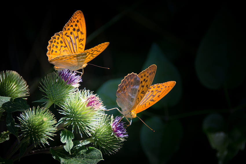 나비, 꽃, 매크로, 날개 HD 월페이퍼
