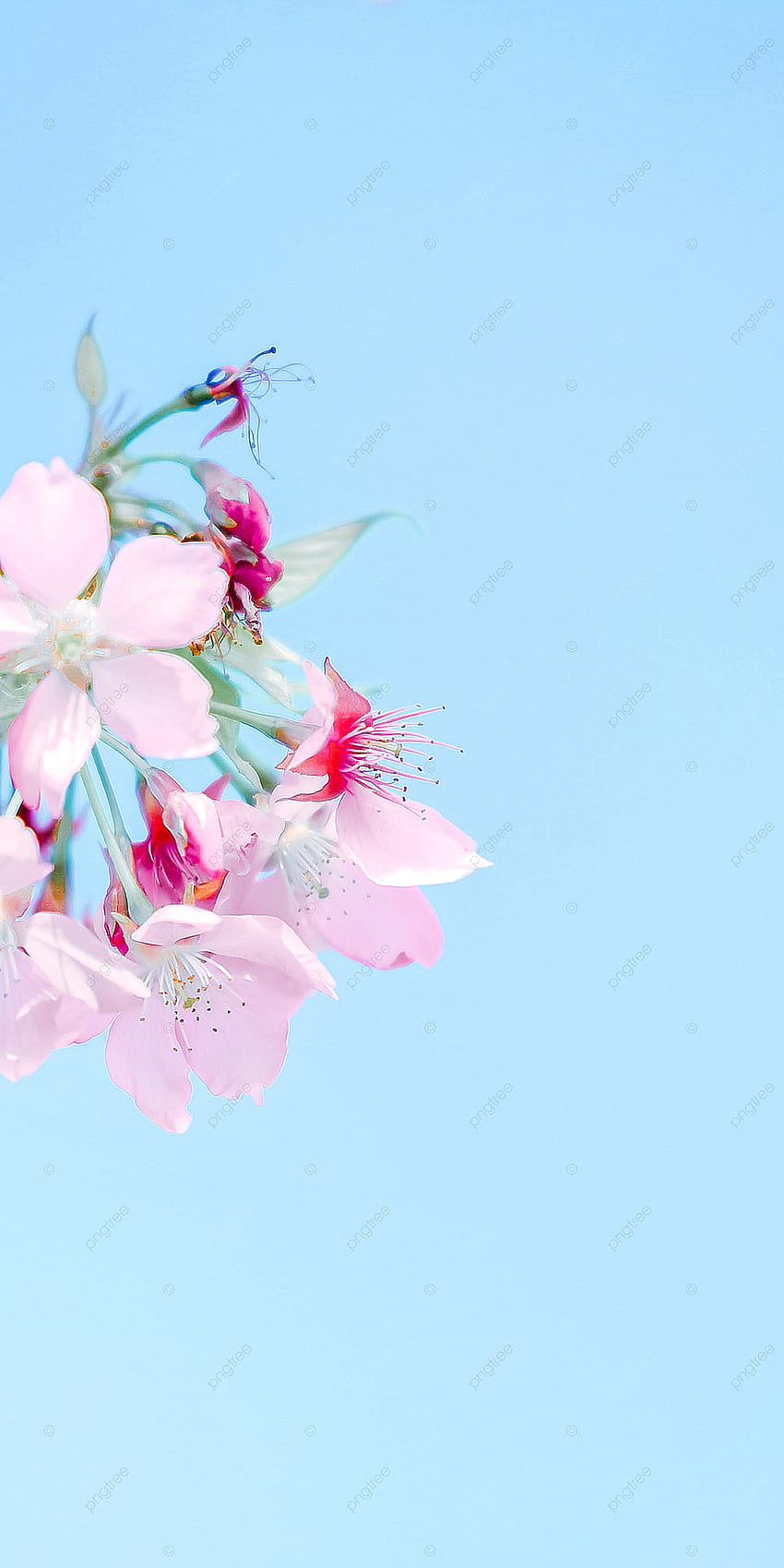 Téléphone mobile de fleur de cerisier fleur rose ciel bleu, modèle, mignon, fond de téléphone portable pour Fond d'écran de téléphone HD
