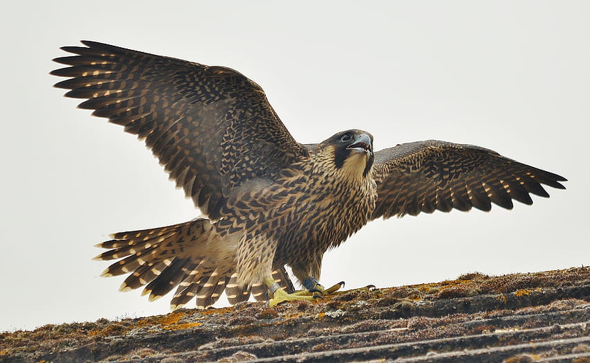 Animals, Bird, Predator, Peregrine Falcon, Falco Peregrinus HD wallpaper