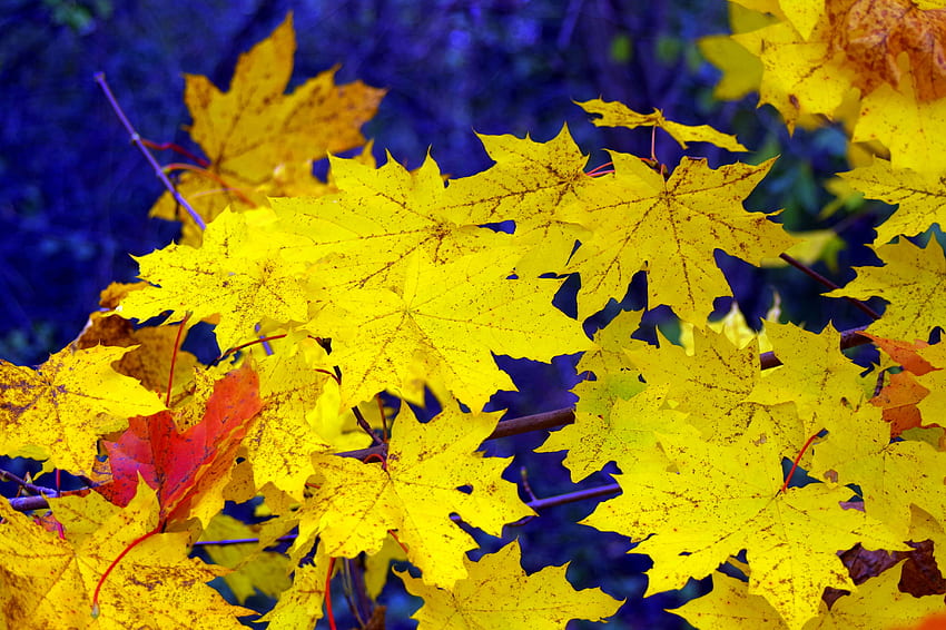 Natur, Herbst, Blätter, Ahorn, gefallen HD-Hintergrundbild