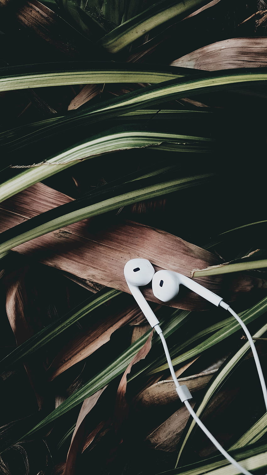 Music, Leaves, Headphones, Audio HD phone wallpaper