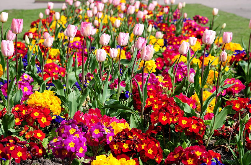 Fiori, tulipani, luminosi, verdi, aiuola, aiuola, primavera Sfondo HD