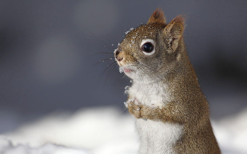 Animals, Squirrel, Snow, Animal HD wallpaper