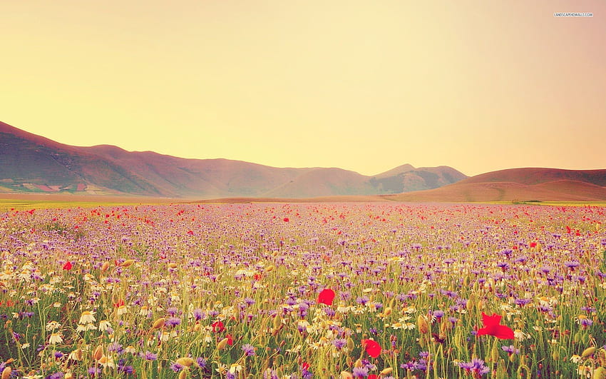 Field Of Wildflowers , Background HD wallpaper | Pxfuel