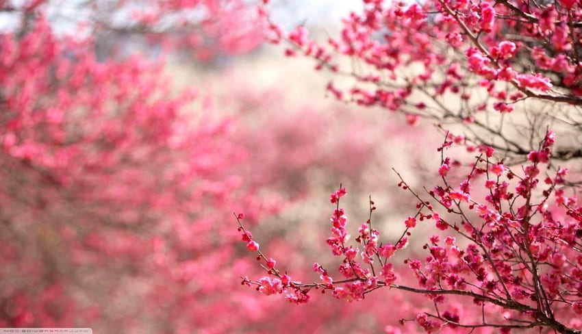 Cherry Blossoms Pink Spring Nature . Decor di HD wallpaper | Pxfuel