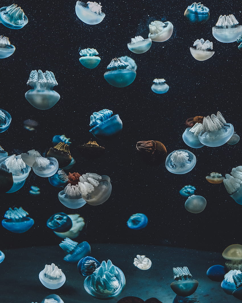 Animali, meduse, mondo sottomarino, acquario Sfondo del telefono HD