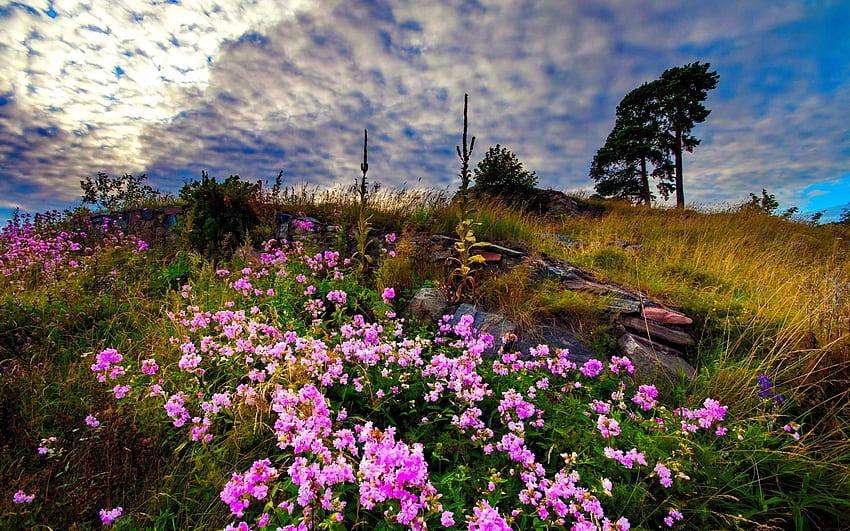 草原の花、喜び、花、素敵、香り、野の花、緑、斜面、牧草地、美しい、草、山、夏、ピンク、きれい、野原、雲、自然、空、香り、花、美しい 高画質の壁紙