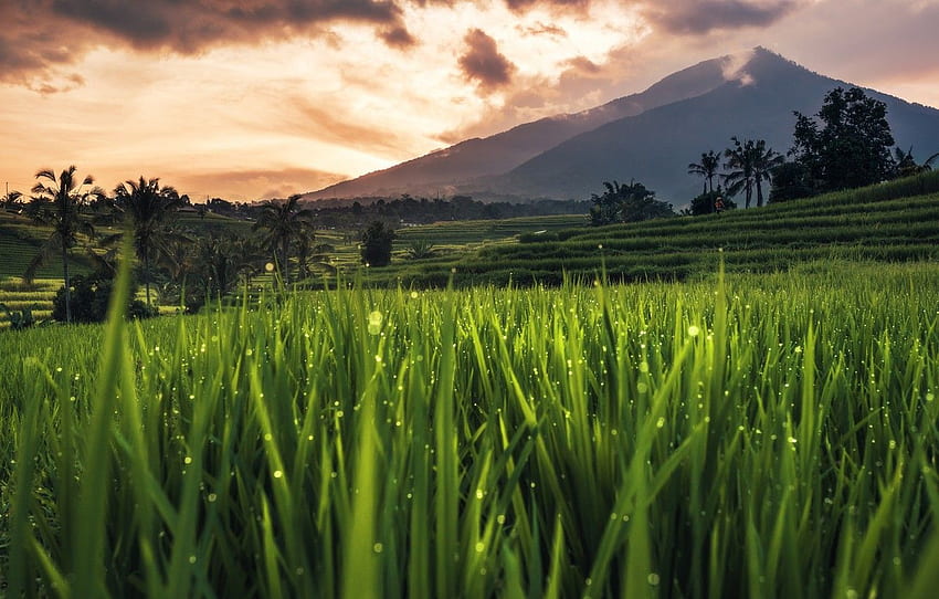 Bali, Indonesia, rice field for HD wallpaper