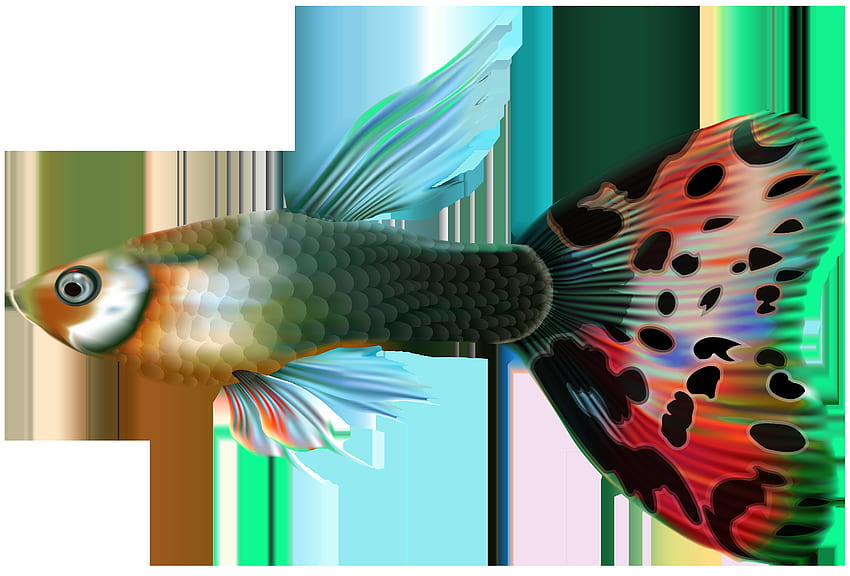 Male Guppy Fish PNG Clip Art HD wallpaper