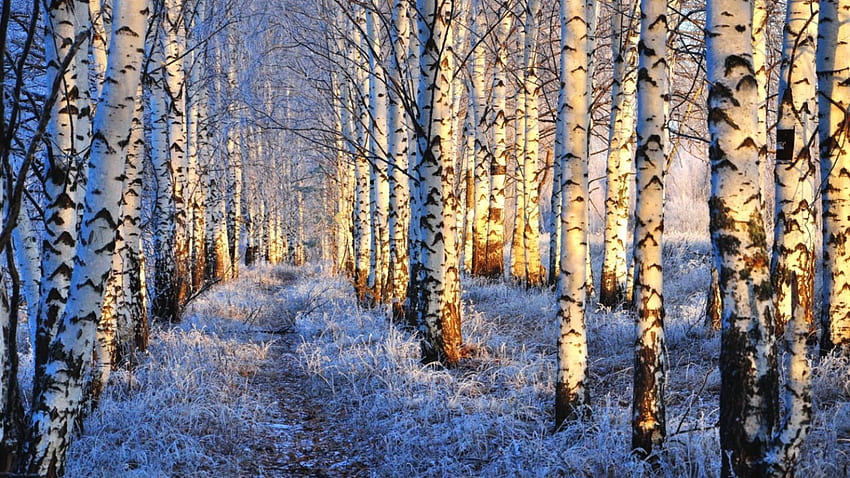 Birch Forest in Winter, winter, snow, trees, nature, birch forest HD wallpaper