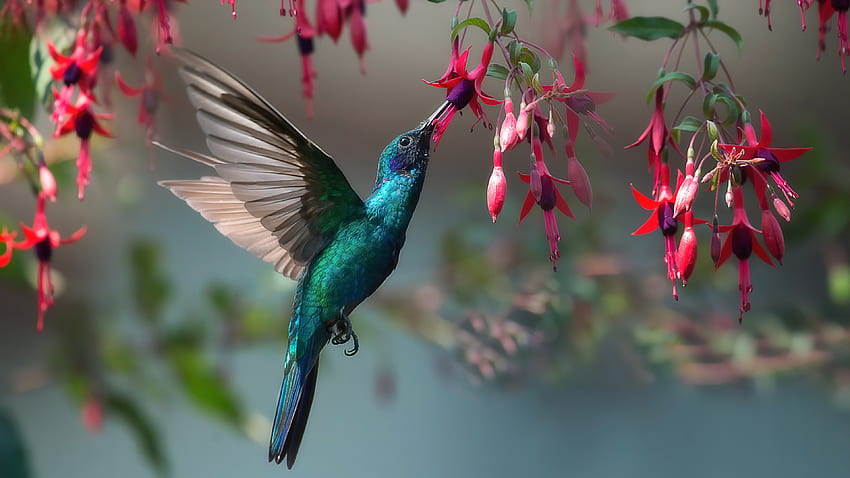Hummingbird Ultra , Колибри HD тапет