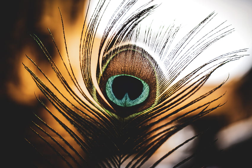 Mor Pankh Peacock Feather HD wallpaper