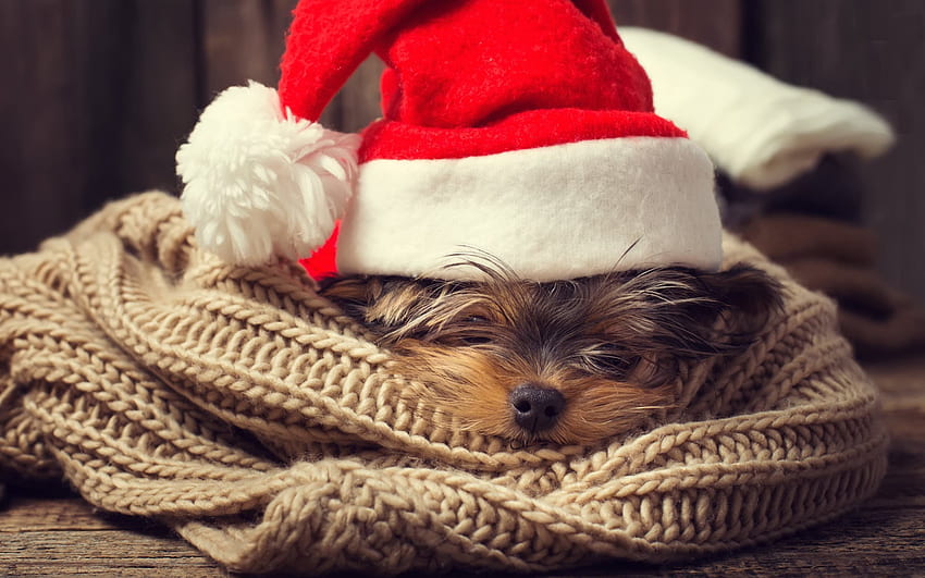 Yorkshire terrier, Christmas, dog in a red hat, New Year, cute puppies ...