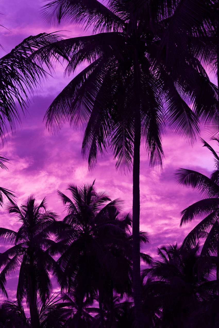 Sunset, Sky, Palms, Violet, Dark, Tropics, Purple HD phone wallpaper