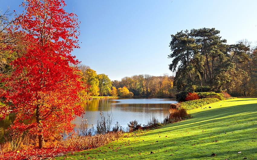 Arbre rouge au bord de la rivière, rivière, pelouse, feuilles, arbres, automne, belle, vue du matin, herbe verte Fond d'écran HD
