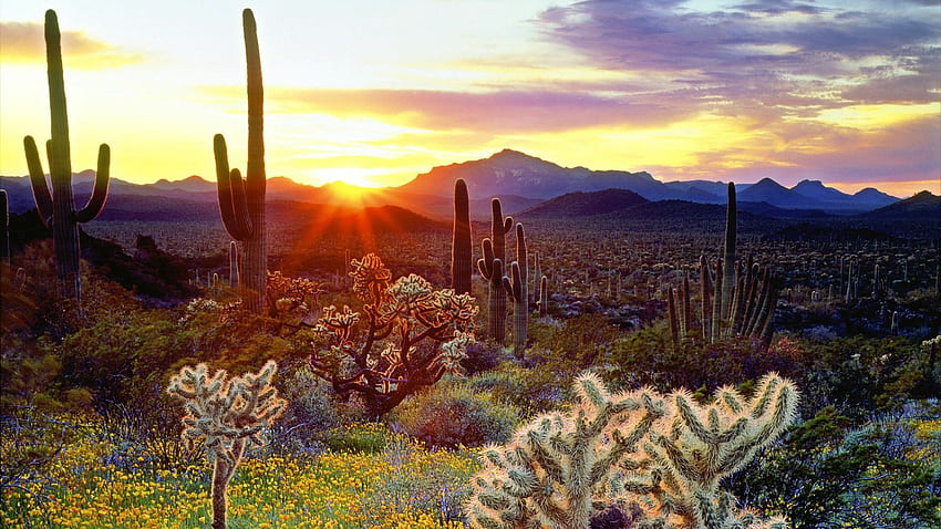 The Vegetation Of The Sonoran Desert At Sunset ., South West Desert HD wallpaper