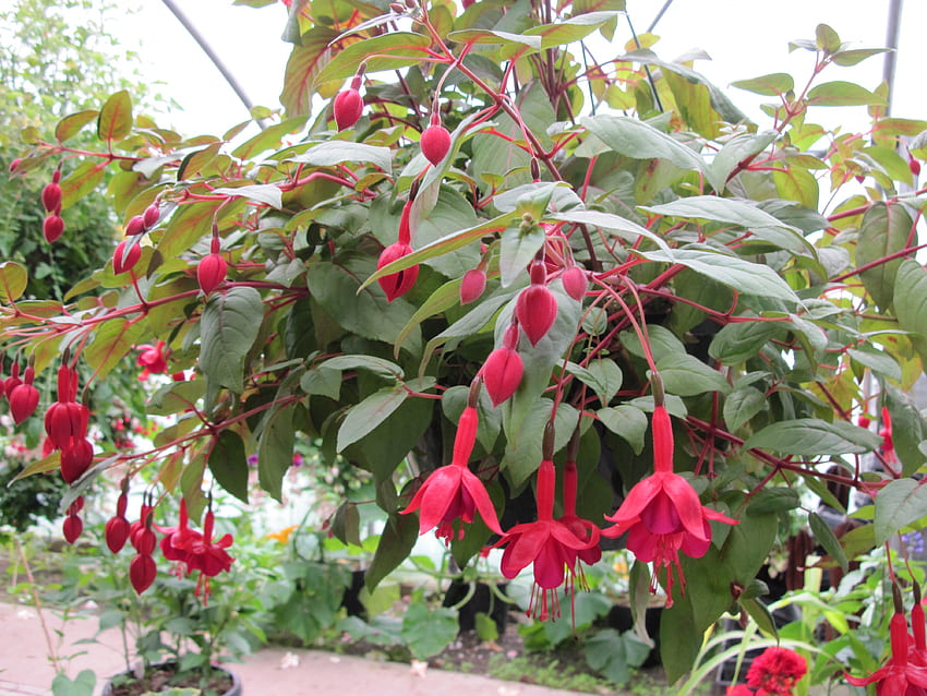 Jardin de fleurs en serre 29, Fuchsia, graphie, vert, Rouge, Fleurs Fond d'écran HD