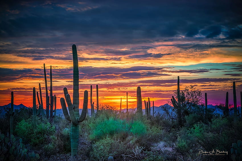 アリゾナ砂漠の夕日 - アリゾナ砂漠の夕日の背景にバット、アリゾナ砂漠の風景 高画質の壁紙