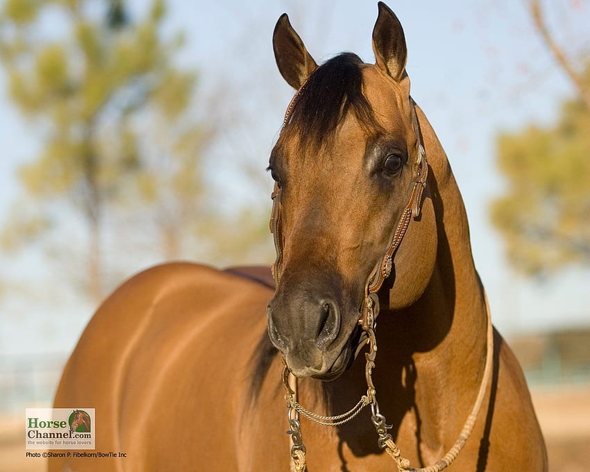 Cheval de ranch – Cheval illustré, Western Horse Fond d'écran HD