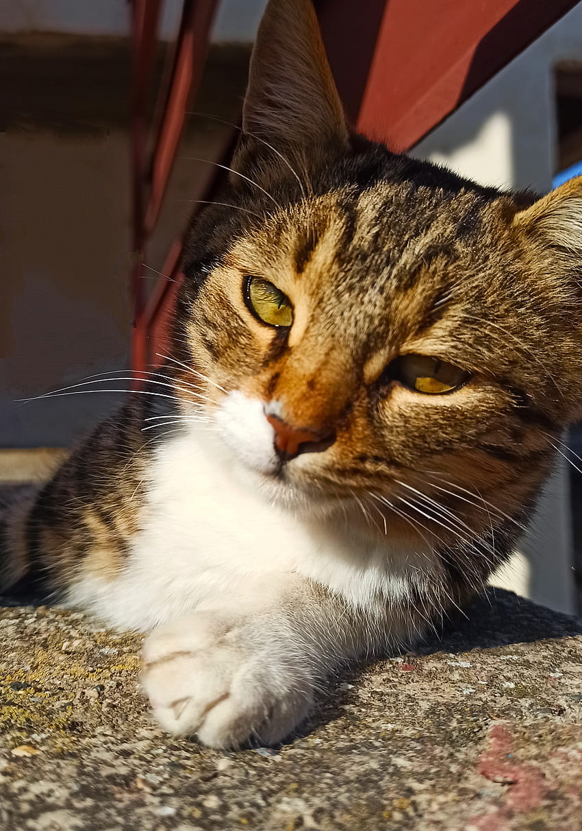 Katze, Kedi HD-Handy-Hintergrundbild