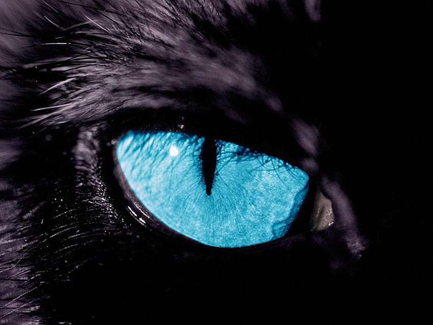 黒豹の青い目、黒猫の青い目 高画質の壁紙
