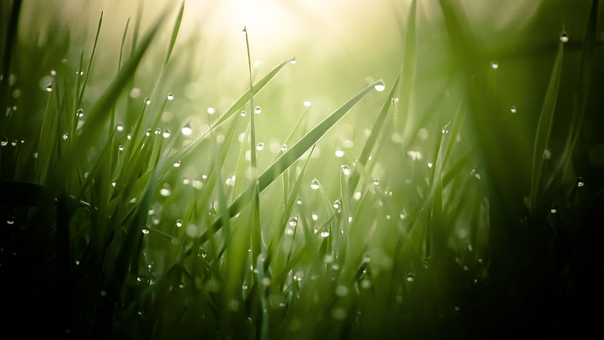 Morning Dew On Grass Threads Ultra HD wallpaper
