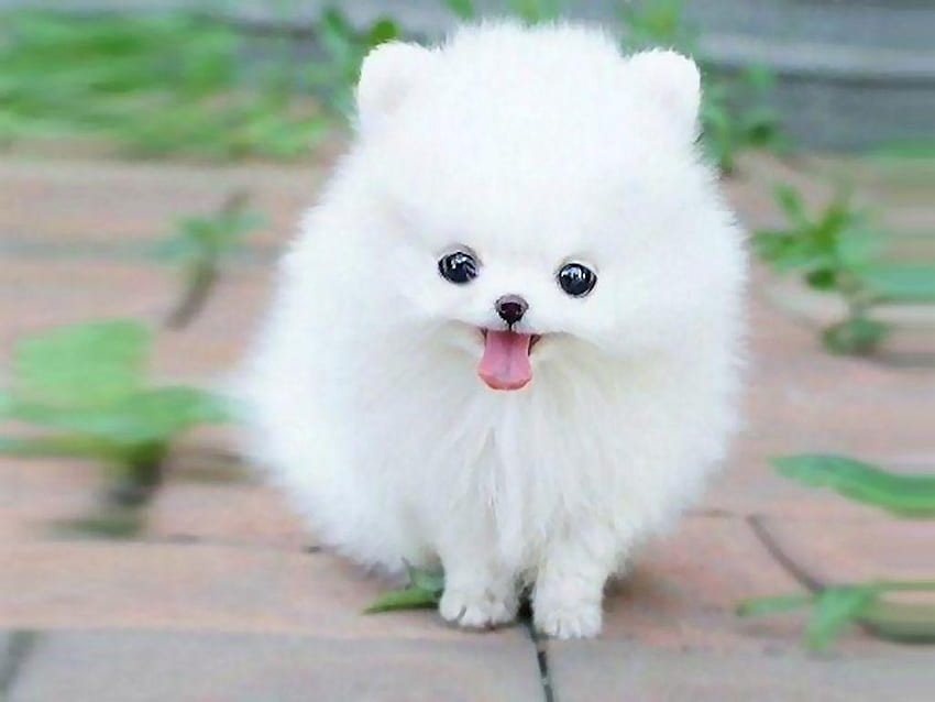 TEACUP POMERANIAN PUPPY MAXIE 137276 [] for your , Mobile & Tablet. Explore Teacup Puppies . Teacup Puppies , Teacup , Teacup Chihuahua, Cute Pomeranian HD wallpaper