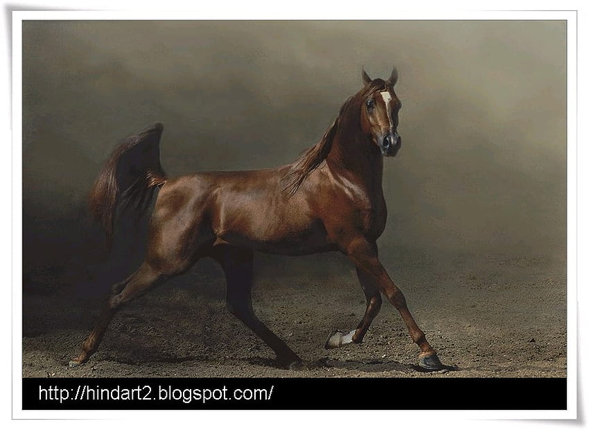 Majestic, arabian, horses, chestnut, oriental HD wallpaper