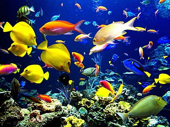 Background ikan tropis: Hình ảnh của những loài cá với nhiều màu sắc đẹp mắt cùng với những rạn san hô vàng óng sẽ đem đến cho bạn cảm giác như đang đắm mình dưới đại dương xanh thẳm. Khám phá ngay những hình nền với chủ đề ikan tropis và tận hưởng sự thư giãn sau một ngày dài làm việc.