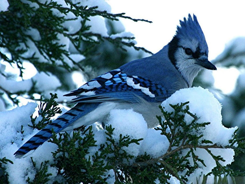 Geai bleu en hiver, hiver, branche, geai bleu, neige, nature Fond d'écran HD