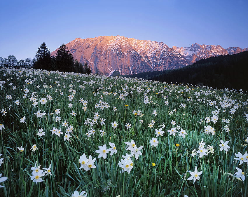 自然, 花, 空, 山, オーストリア, 野原, 牧草地 高画質の壁紙