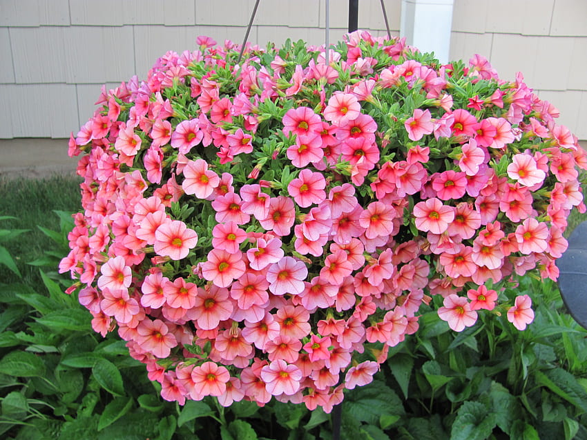 Keranjang Bunga Gantung Di Kebun Saya, merah muda, keranjang gantung, bunga, indah, alam Wallpaper HD
