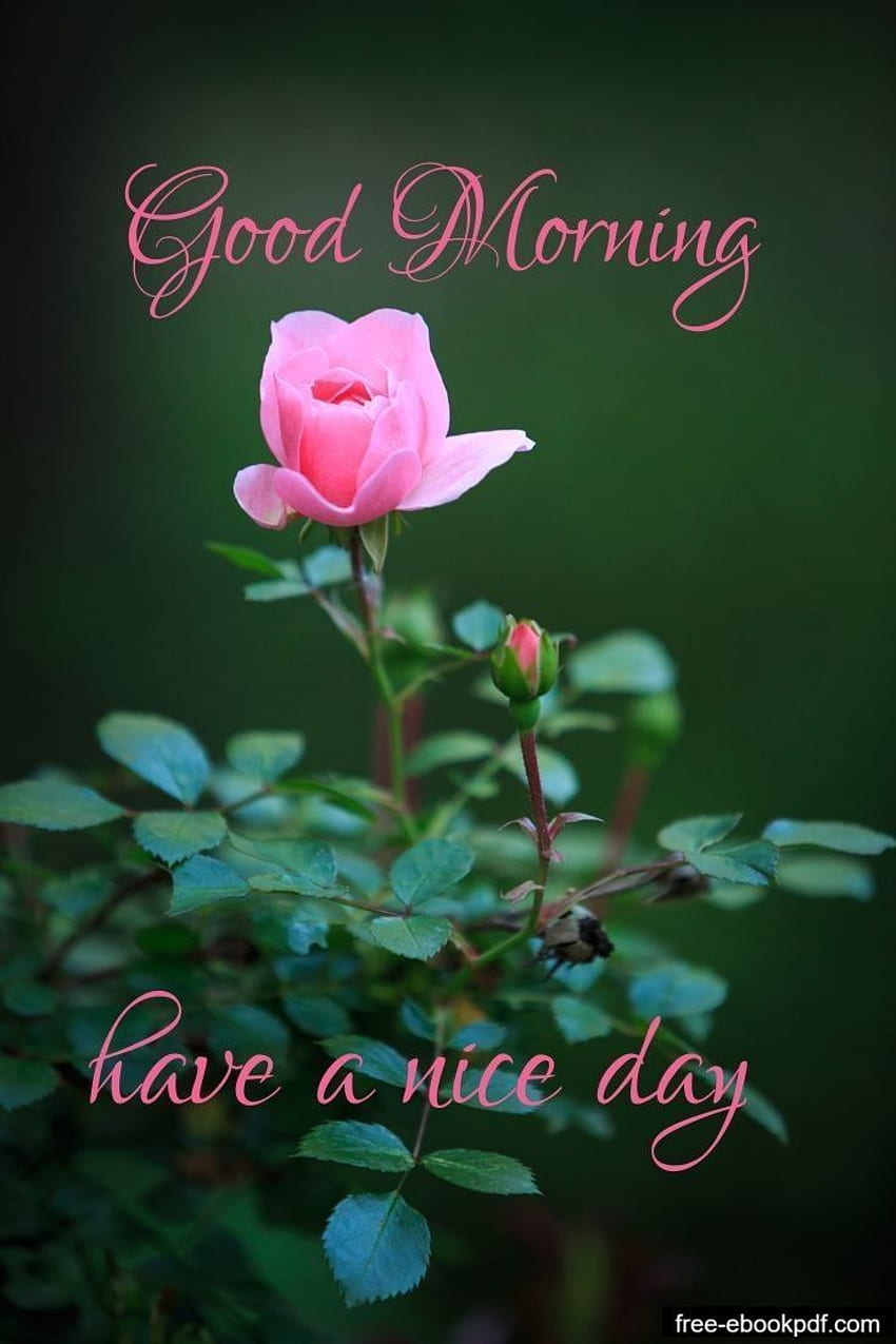 Good Morning Images With Flowers HD – Wallpaper Image