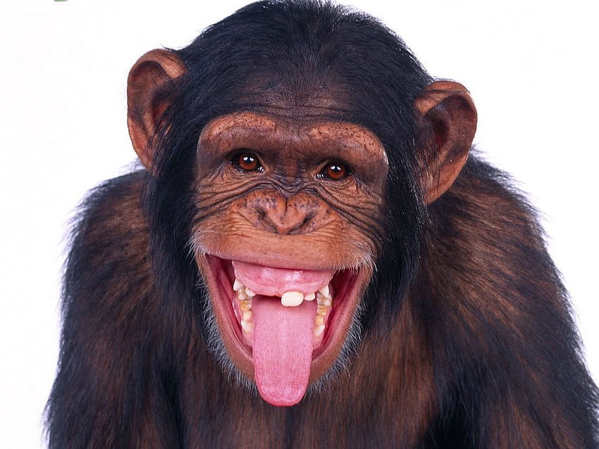 ลิงตลกที่น่าตื่นตาตื่นใจ วอลล์เปเปอร์ HD