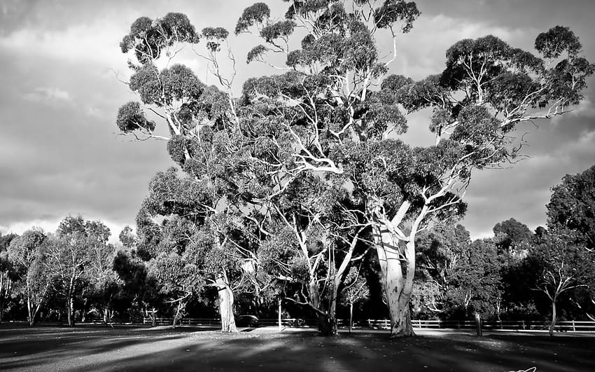 Arvores, ceu, preto e branco, natureza HD-Hintergrundbild