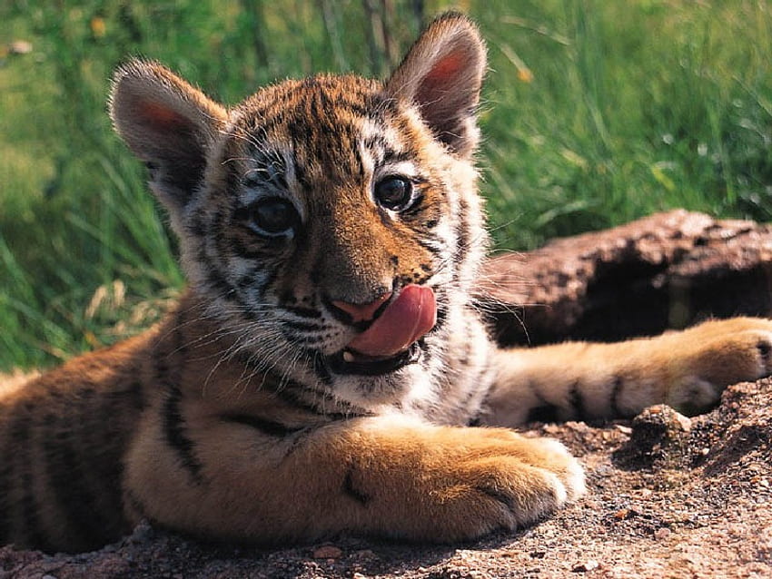 Baby Tiger, baby, cute, cat, tiger HD wallpaper
