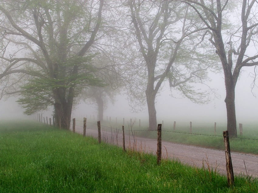 foggy road 1600, road, pathway, nature, foggy HD wallpaper