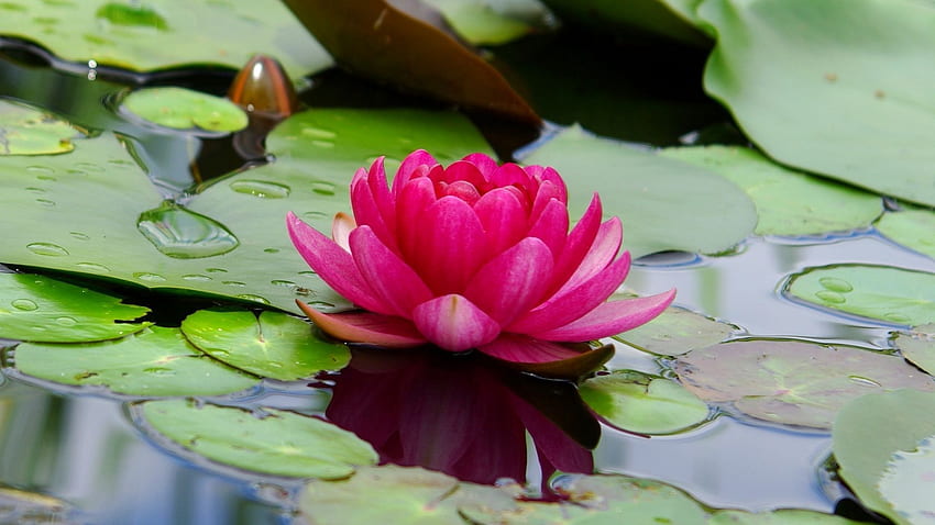 lotus, flower, pink, leaf, lake, , , background, 3Dfdcb HD wallpaper
