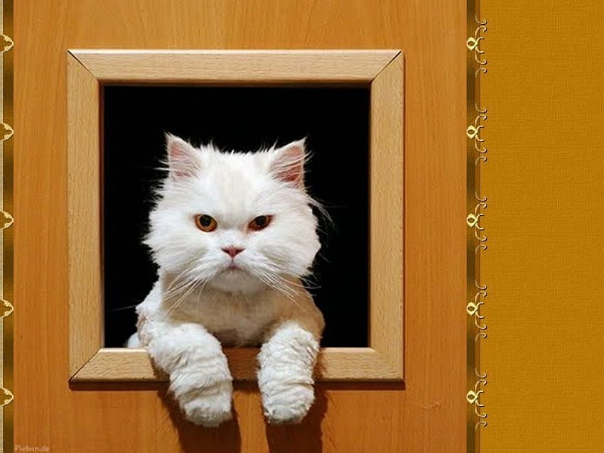 창, 동물, 고양이, 창, 고양이, 고양이, 애완 동물에 흰 고양이 HD 월페이퍼